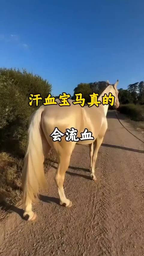汗血宝马真的会流血吗