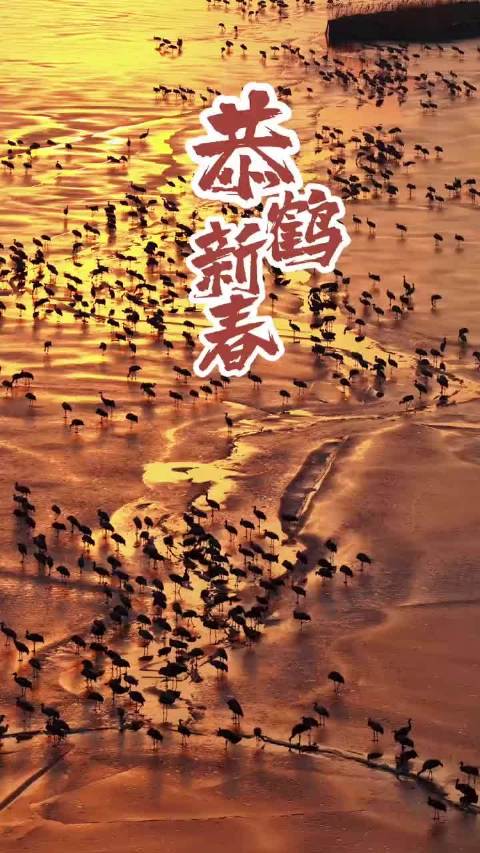 衡水湖鹤舞新春吉祥如意