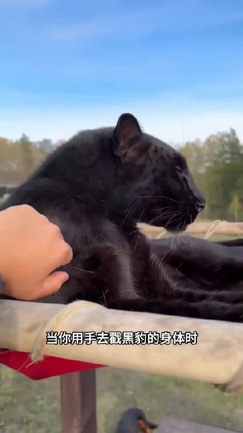 当你用手去戳黑豹的身体时，它就会露出满脸的不耐烦，然后突然扭头吓你一跳！