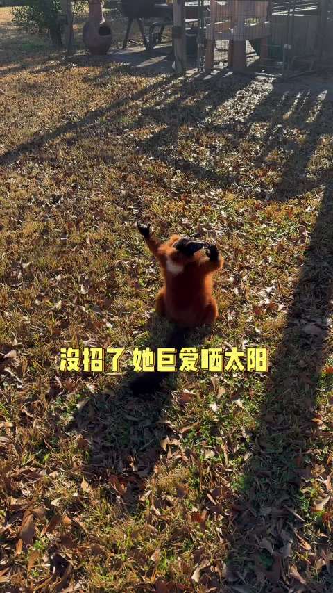 每天认识一种新的可爱小动物超级通人性的马达加斯加狐猴