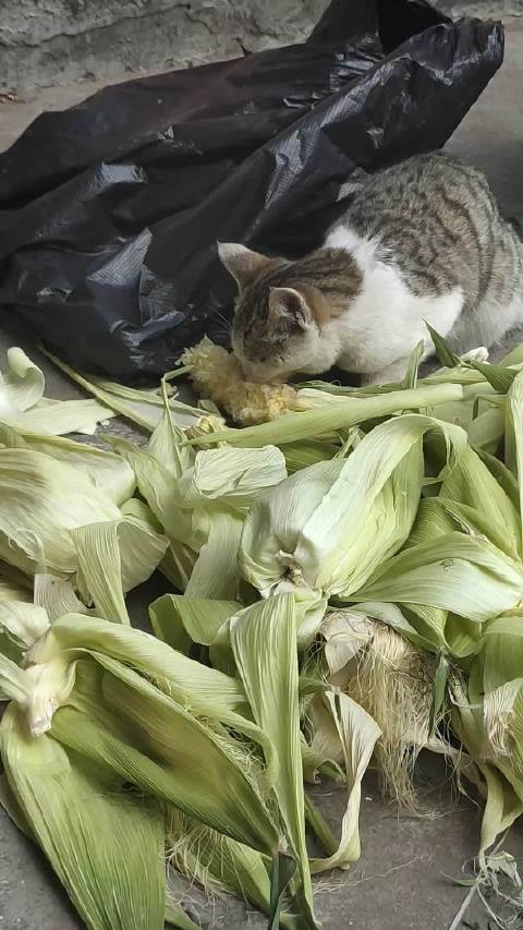 哥哥你看我家猫咪在吃玉米