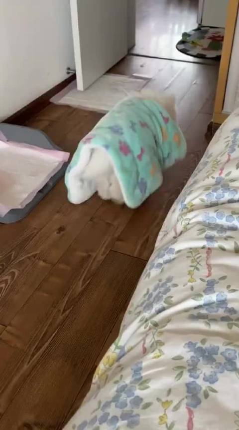 萨摩耶宝宝因睡懒觉被训离家出走