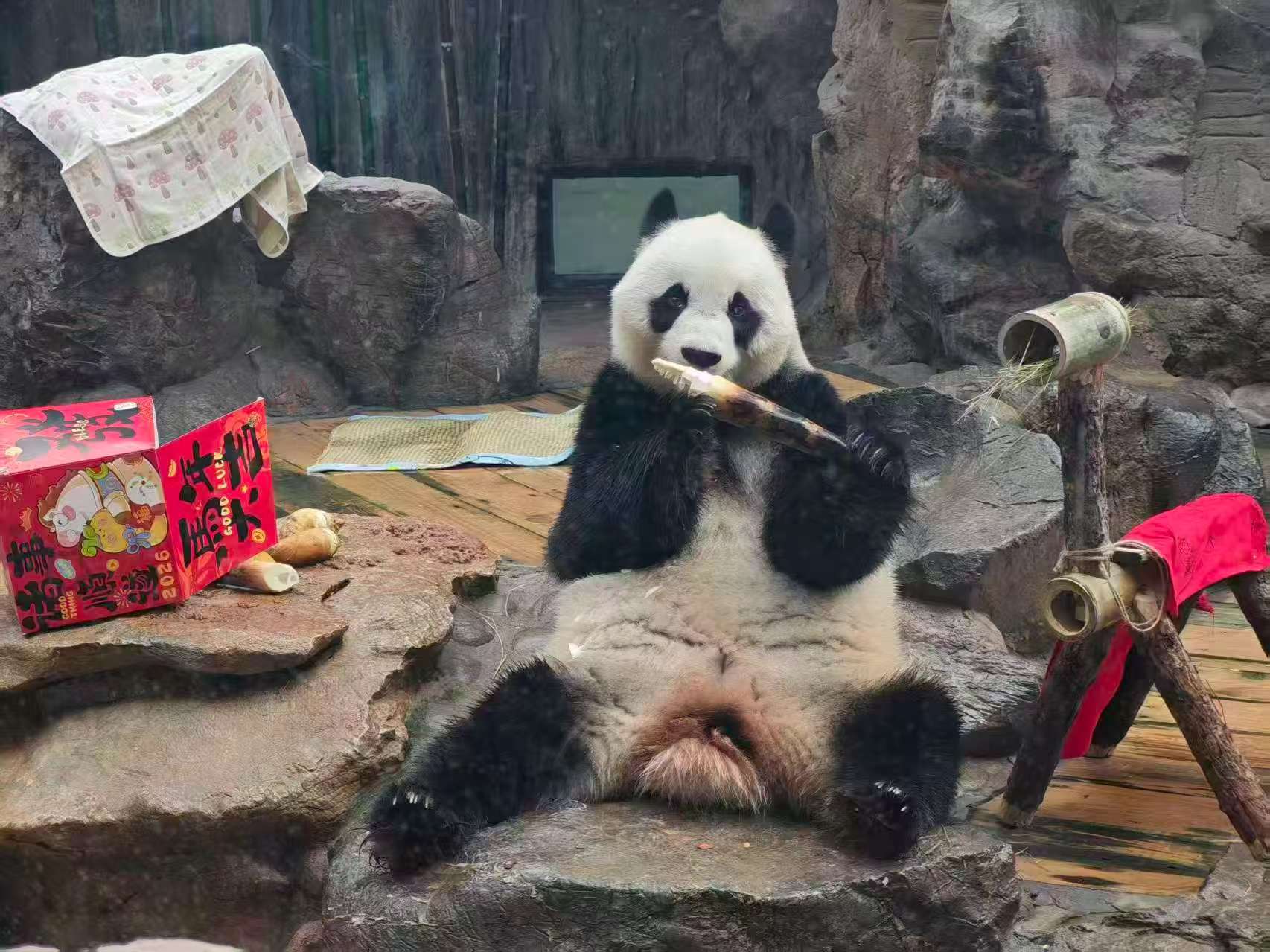 動物園大熊貓收穫新年禮盒。北京動物園供圖