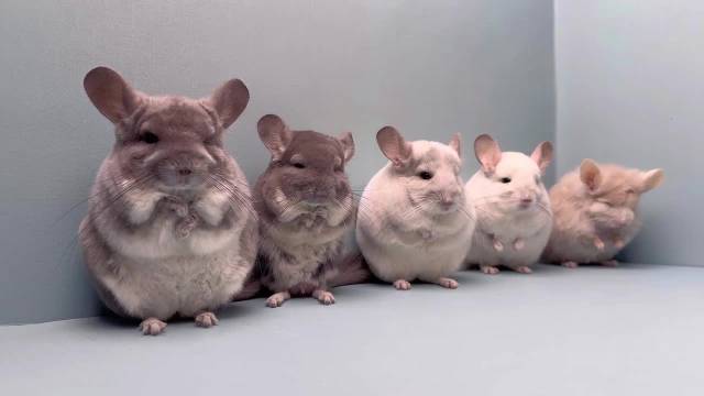 可爱的(๑＞ڡ＜)☆龙猫猫们给大家拜年啦