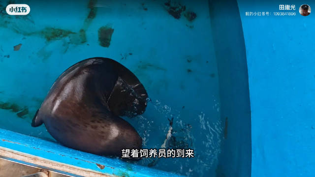 斑海豹“娜娜”最近怎么样了