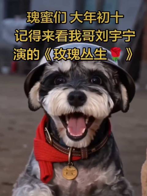 呆米也在为哥哥卖力的宣传呐 ｜