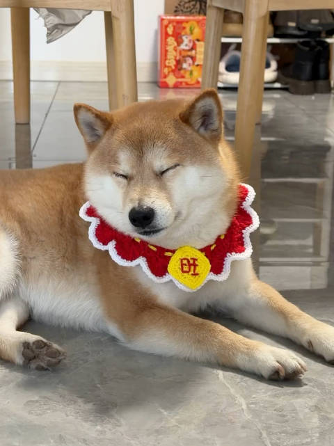 人，汪困了 ：加加是只小柴