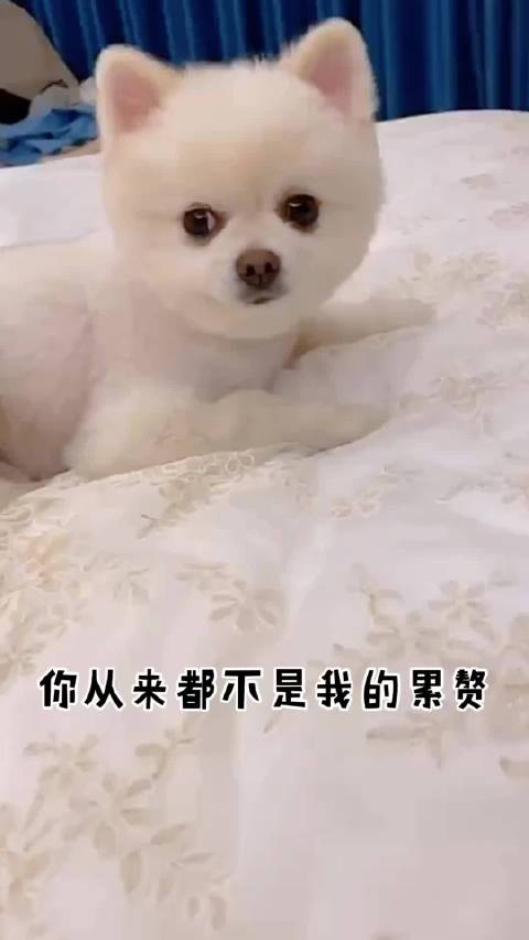 萌恣意｜20211119 更新一则 文案：还能咋办 宠着呗 @孟子义 @孟子义