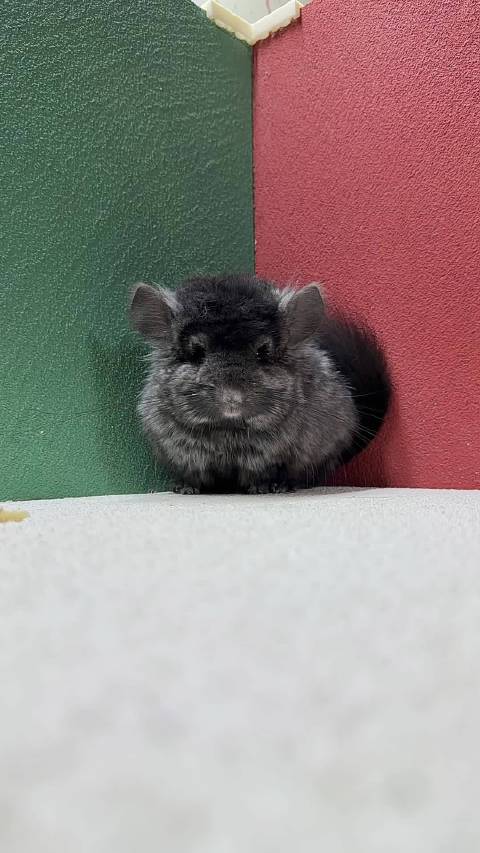 熊黑长毛龙猫dd