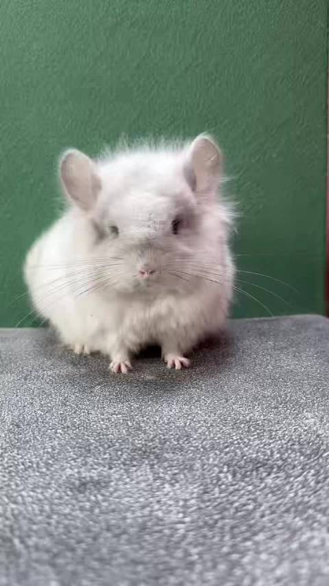 白钻长毛龙猫dd