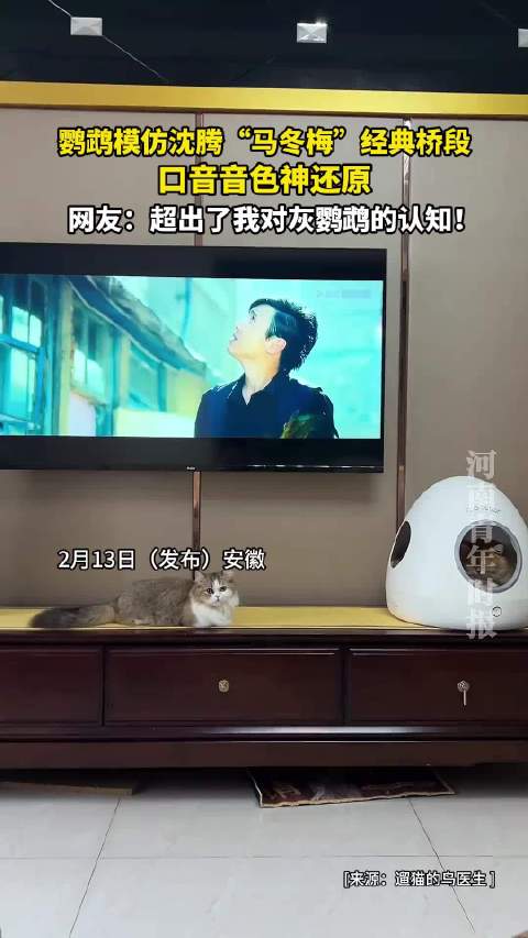 灰鹦鹉神还原沈腾马冬梅经典桥段