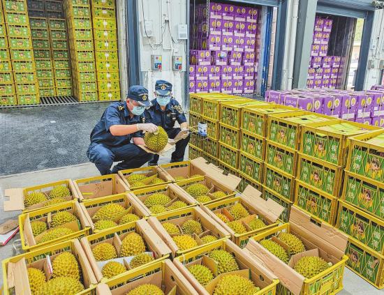 天保口岸东南亚水果进口热