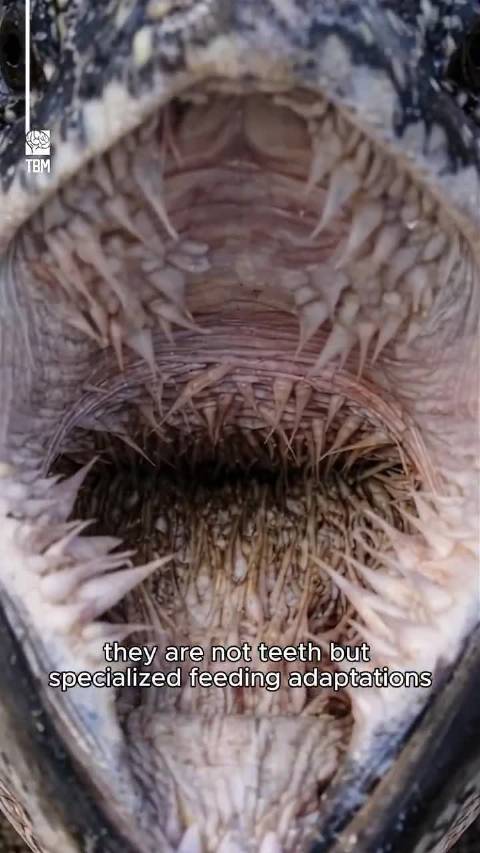 棱皮龟食道倒刺演化精妙却陷塑料危机