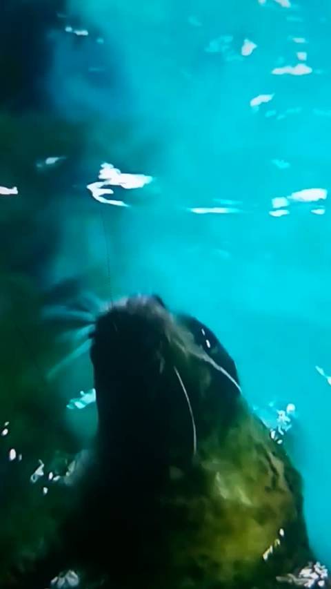 中国动物园动物系列43，长沙海洋馆5 海豹