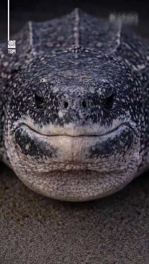 棱皮龟食道倒刺演化精妙却成塑料陷阱