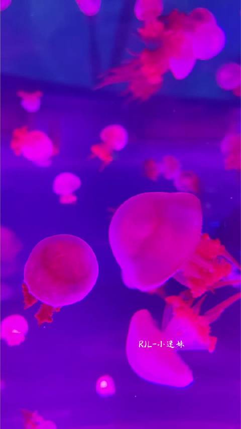 Shes magic @任嘉伦Allen 水母喜欢不