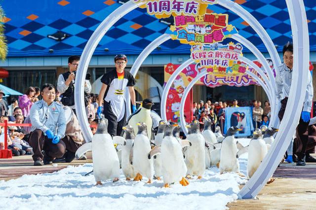 企鹅家族迎游客。受访者供图