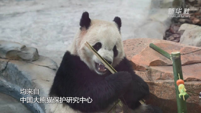 宝元德瑞新年到新疆