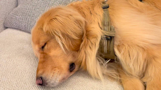 杭州晴好天气市民洗晒忙，宠物狗调皮叼走主人拖鞋