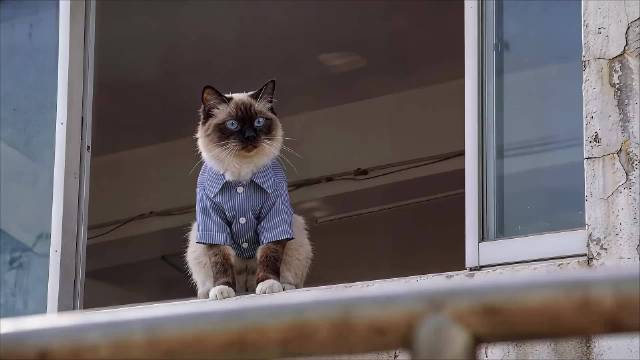 喜剧之王喵喵版