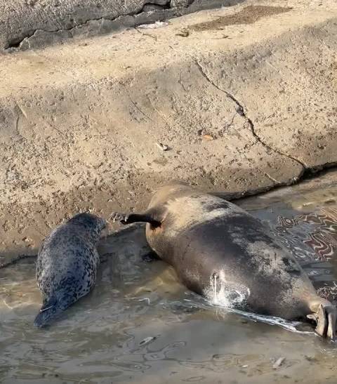 沉浸式一分钟喂奶！海豹妈妈的奶水超足