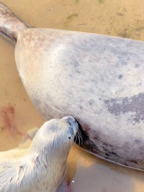 第一次看见4天大的海豹宝宝喝奶