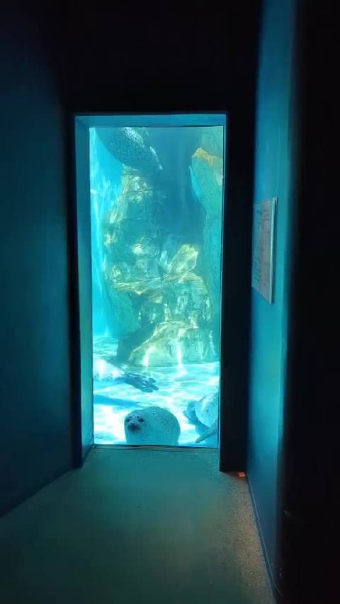 快开门海豹来了 一个沉底一个上浮