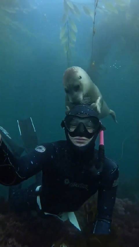 潜水员偶遇一只好奇的海豹