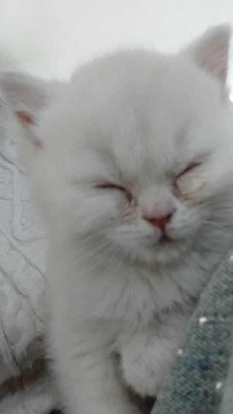 王俊凯你过年走亲戚也尴尬的一直玩猫么