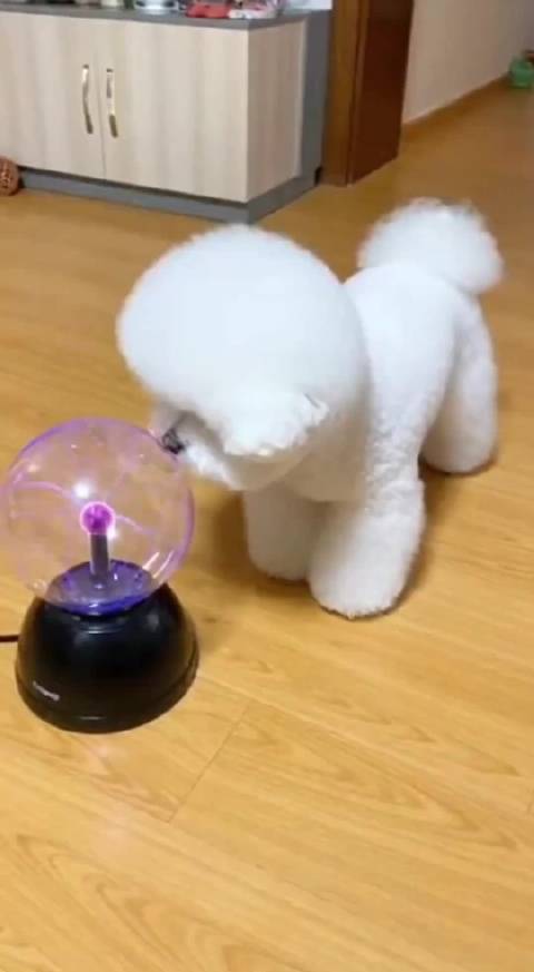 这下成了海豹小狗了…… 狗狗 小狗日记