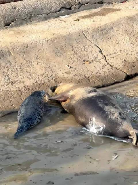 海豹妈妈不容易，扒拉半天，娃才肯过去吃奶