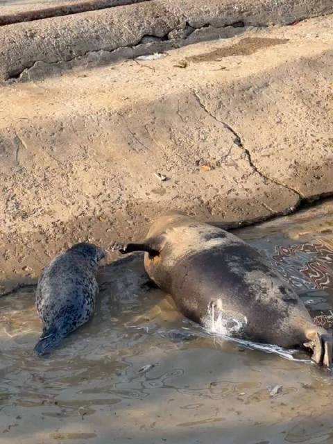 海豹妈妈催促幼崽吃奶遭拒绝