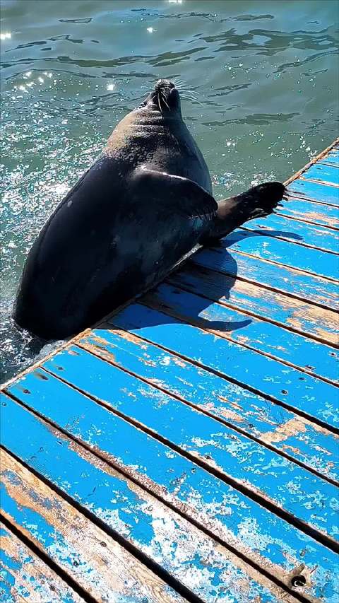 小海豹捕食瞬间萌化众人，聪明勇敢展现生存技巧