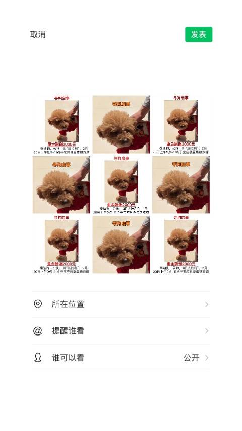 泰迪狗法拉利2月20日宝应县丢失，重金酬谢2000元