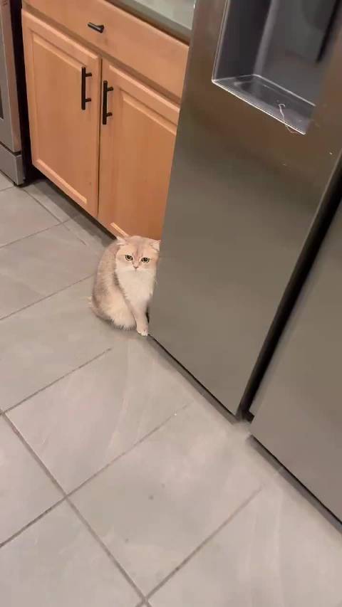 萨摩耶守护英短猫遭拒，猫狗日常引关注