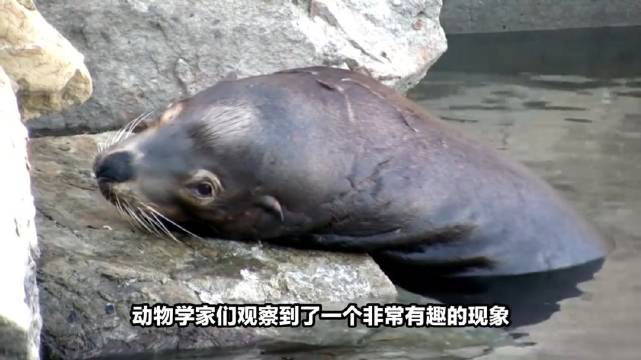 为什么海狮和海豹要吞石头
