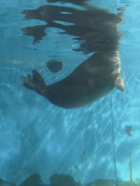 贝加尔海豹太胖啦！