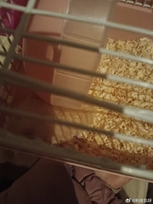 王俊凯分享新养仓鼠元宝妹妹，需静养数日