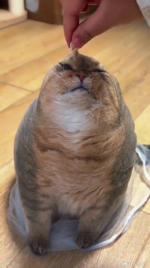 看起来像只海豹