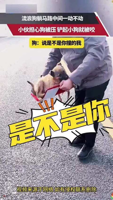 小伙救躺路中流浪狗反被咬