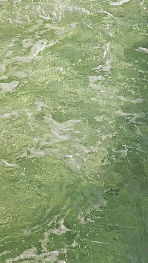 奔腾的绿色 想起韦庄“绿奔穿内水，红落过墙花”