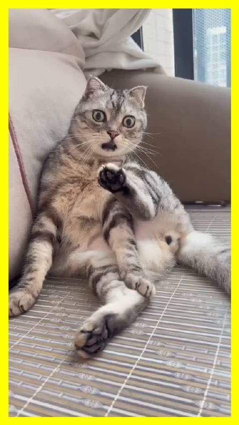 虎斑猫遇蜘蛛侠懵圈，黑白猫满脸问号