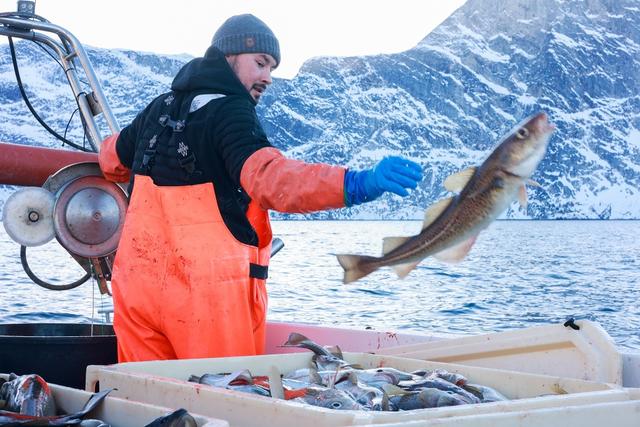 当地时间2026年1月28日，格陵兰努克，一名男子正在钓鳕鱼。视觉中国 图