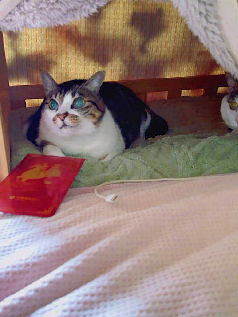 沉氏养居场蹦蹦到访，给宠物发红包并与皮卡等互动