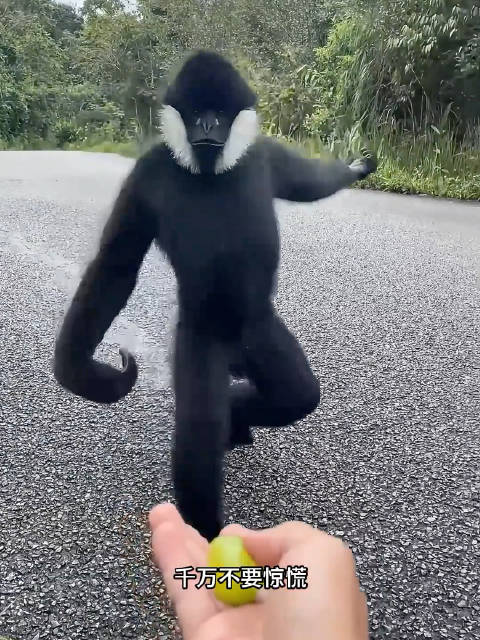 长臂猿过来不白吃你东西，有时还会唱歌给你听！
