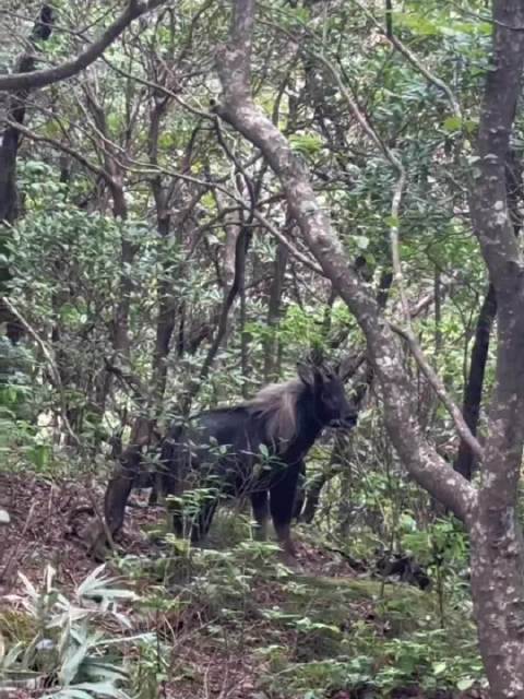 游客偶遇四不像神兽，白发造型引姜子牙坐骑联想