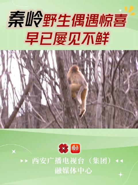 秦岭野生偶遇惊喜早已屡见不鲜