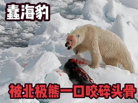 蠢海豹刚迟疑片刻，北极熊已闪电般咬住尾巴，硬生生拖出冰窟