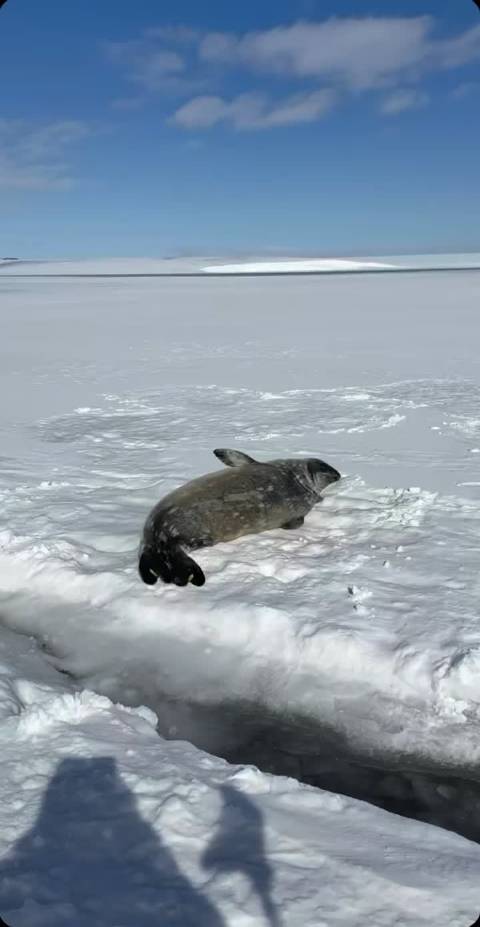 睡了10个小时的我就和这个海豹一样