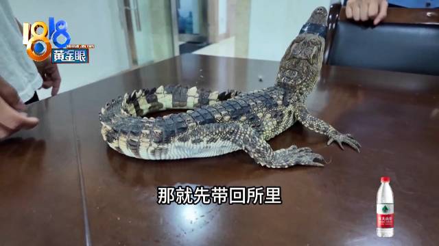 八匹马在马路上狂奔民警变牧马人